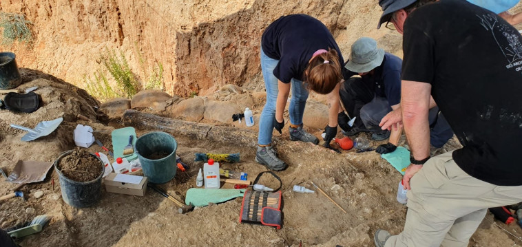 שן הפיל שנחשפה ברבדים (צילום: עמרי ברזילי, רשות העתיקות)