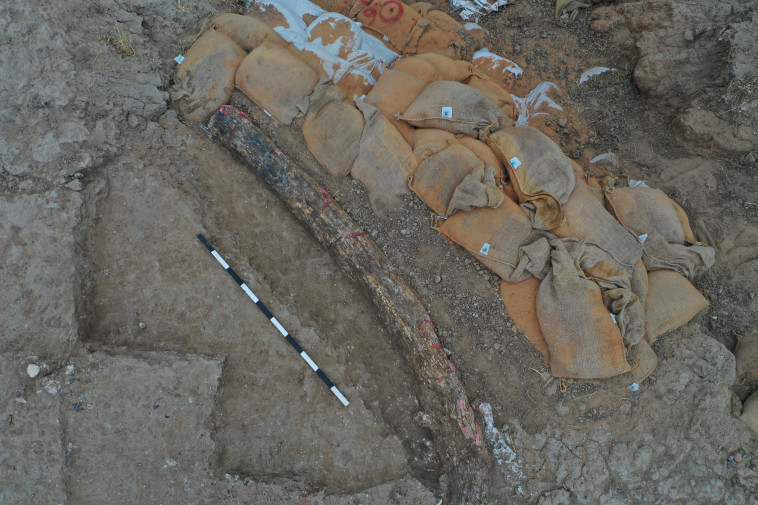 באורך של כ-2.5 מטרים