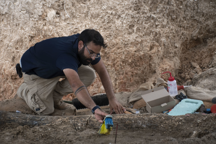 חשיפתו של החט המרשים