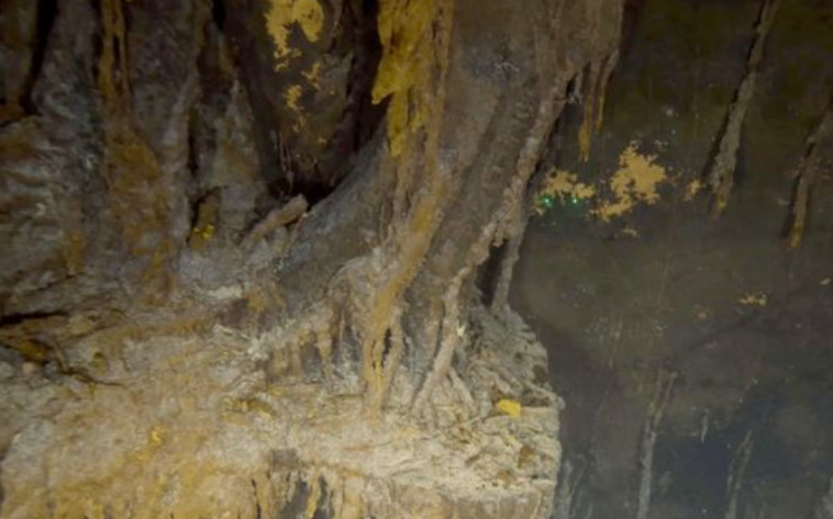 בעזרת מדענים, הסרטון יתמוך גם בזיהוי מינים שנצפו על הטיטאניק וסביבתה