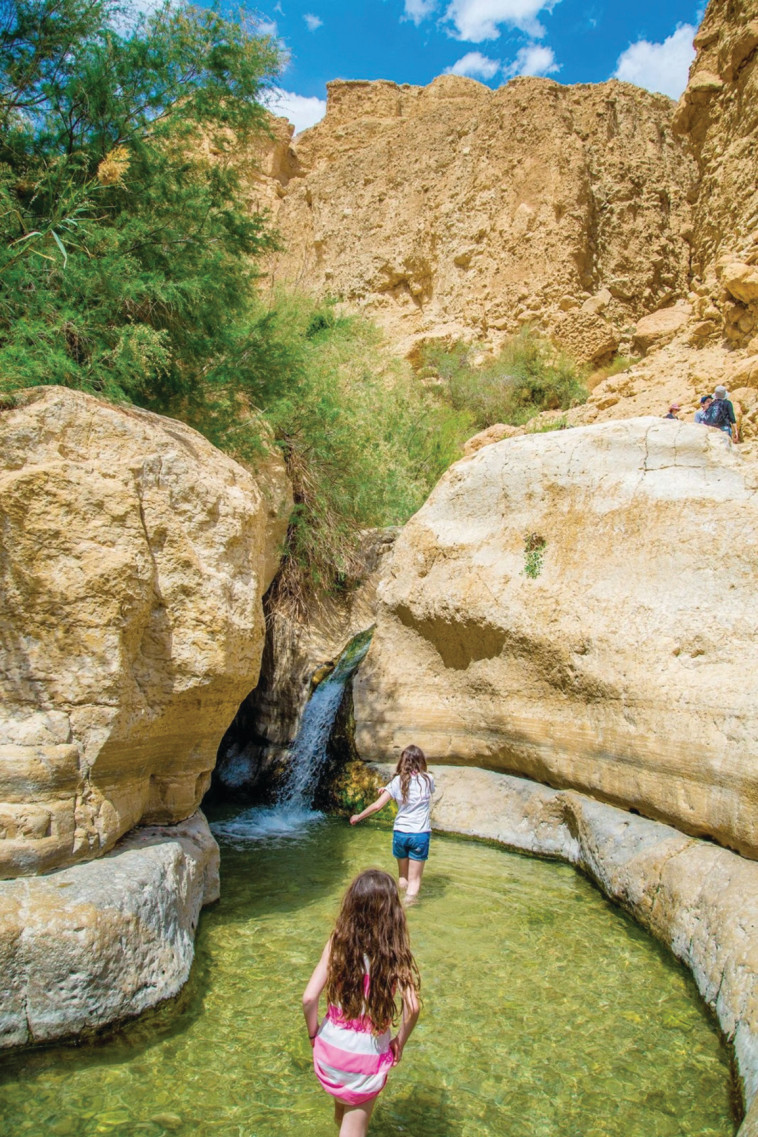 נחל ערוגות, עין גדי (צילום: מנו גרינשפן)