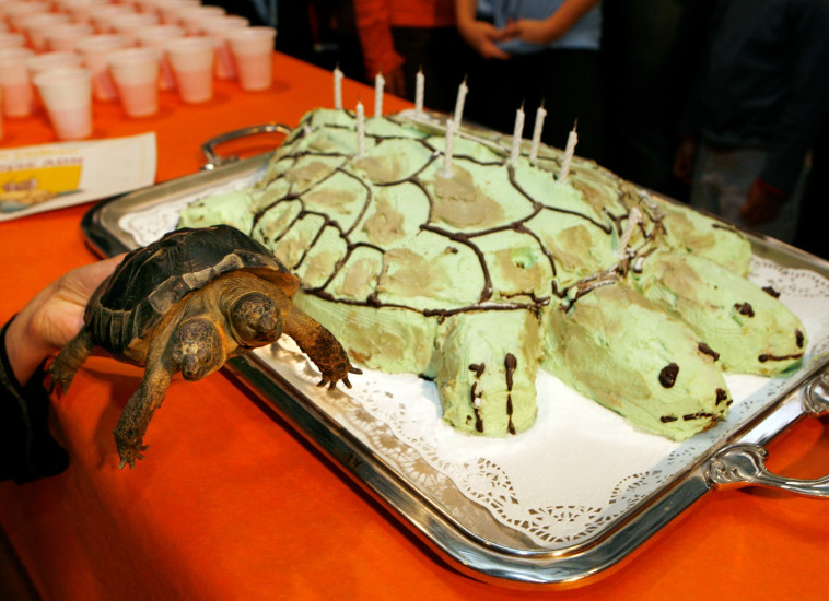 יאנוס, צב יווני דו-ראשי על שם האל הרומי בעל שני ראשים חוגג יום הולדתו ה-25 