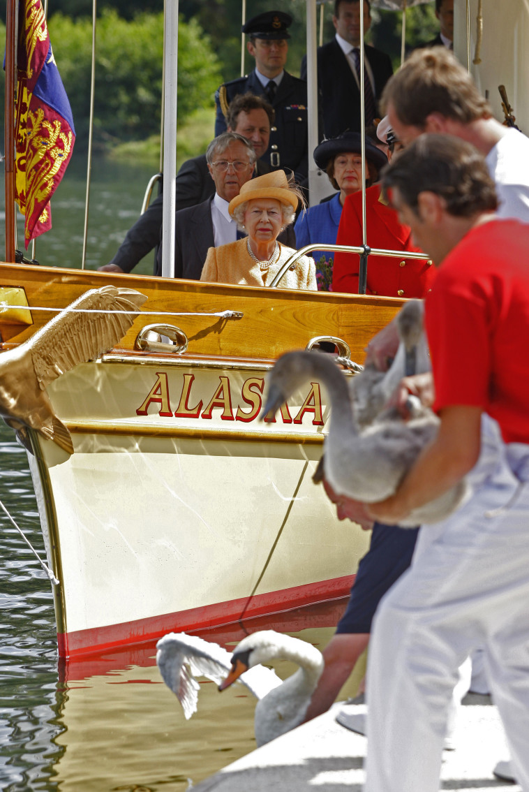 מפקד הברבורים