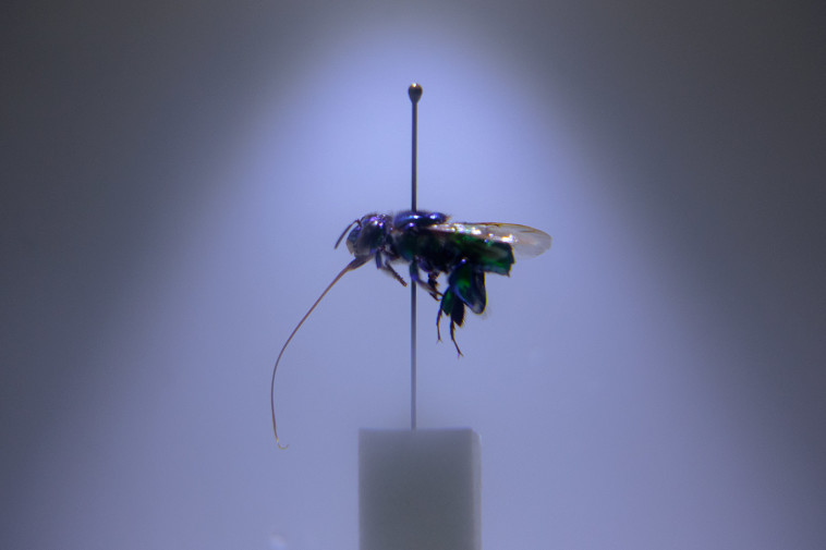 תערוכת ''מחילות''