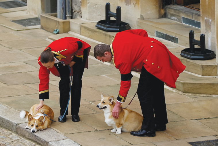 שומרי המלכה והקורגים