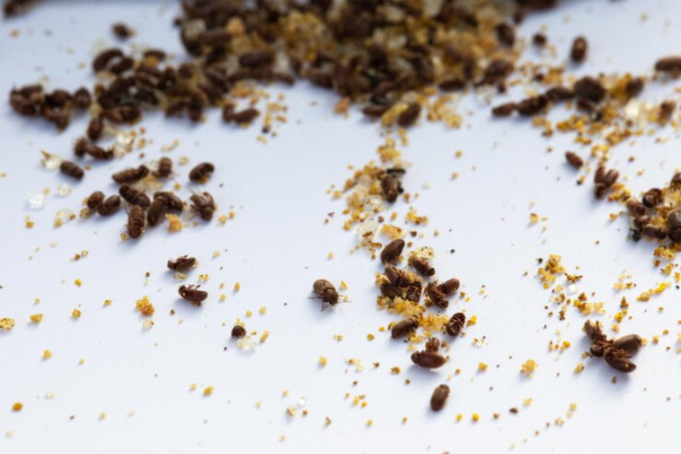 חיפושית הטבק