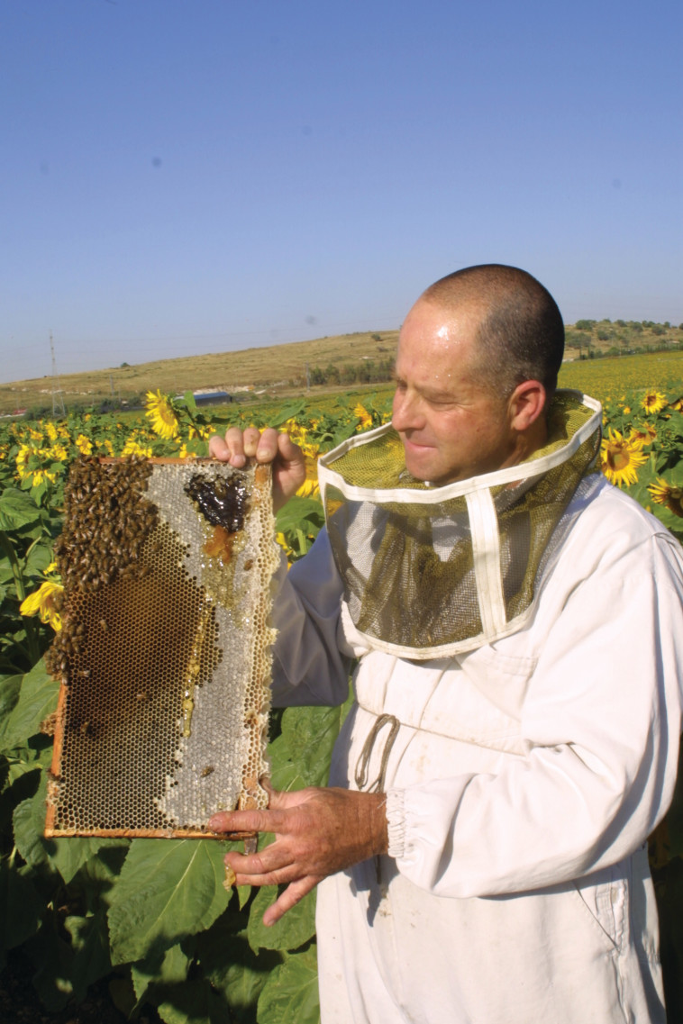 הדבוראי שי ספקטור