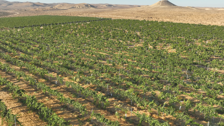 הכרם בירוחם