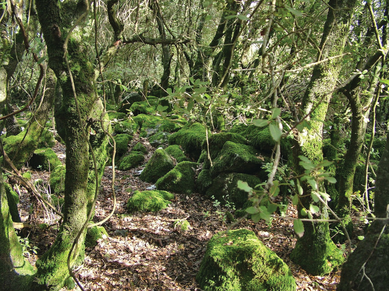 יער אודם בחורף