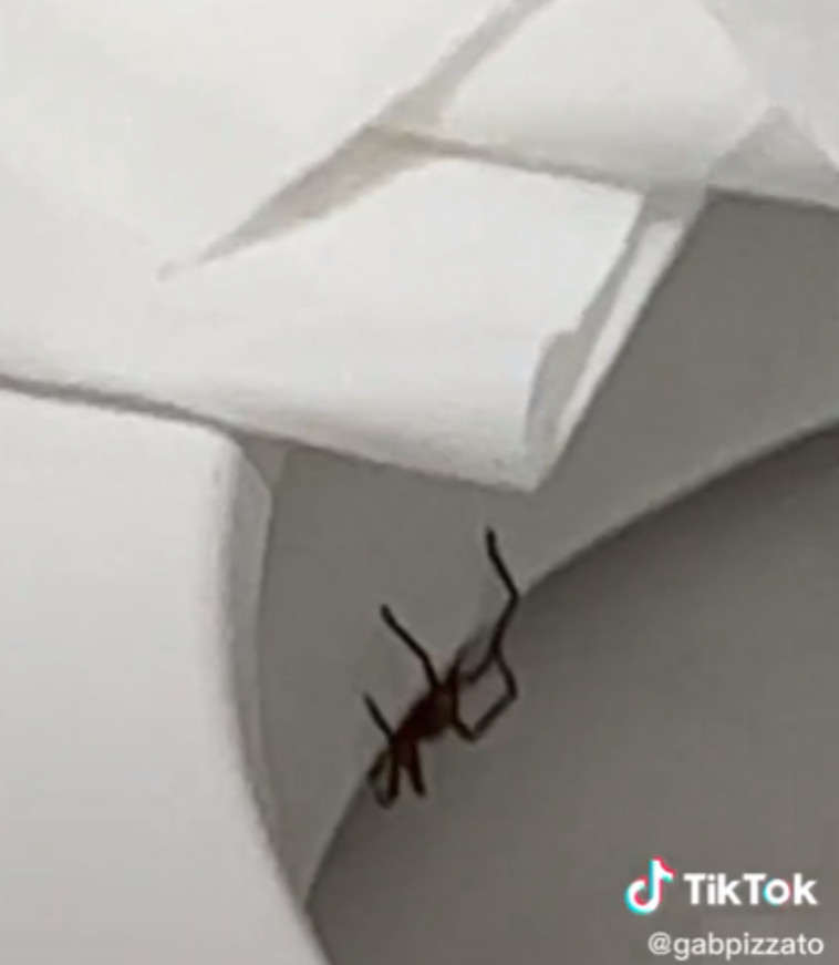 לפחות לא הפתיע אותה ב''רגע האמת'', העכביש