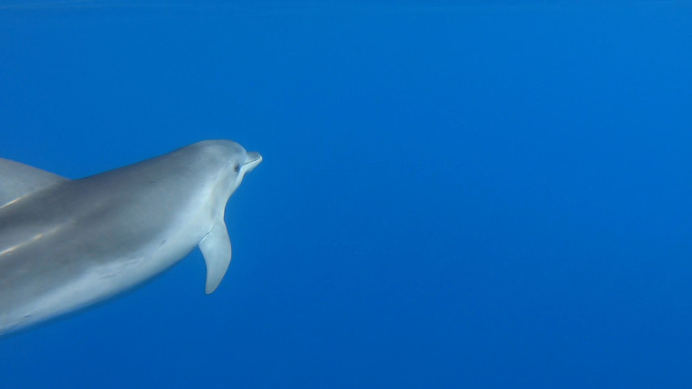 דולפינים מול חופי ישראל (צילום: גיא לויאן, רשות הטבע והגנים)