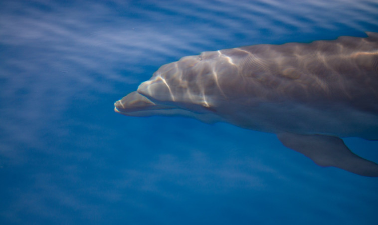 דולפינים מול חופי ישראל