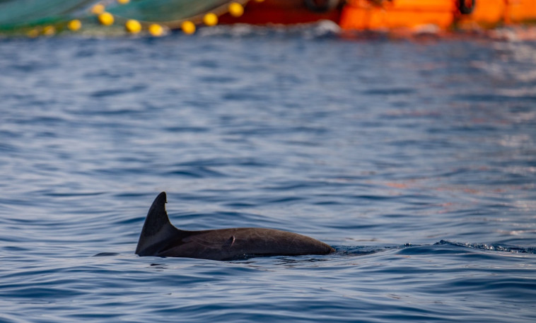 דולפינים מול חופי ישראל (צילום: גיא לויאן, רשות הטבע והגנים)
