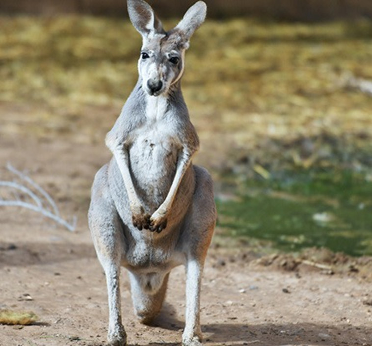 גן החיות הלימודי בחיפה