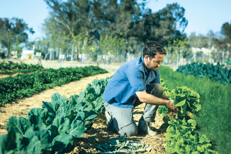 משקים פתוחים (צילום: עדי זיו אב)