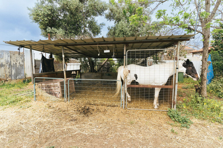 מרכז גמילה, שביל הדרך לחיים  (צילום: ניב סמיטליין)