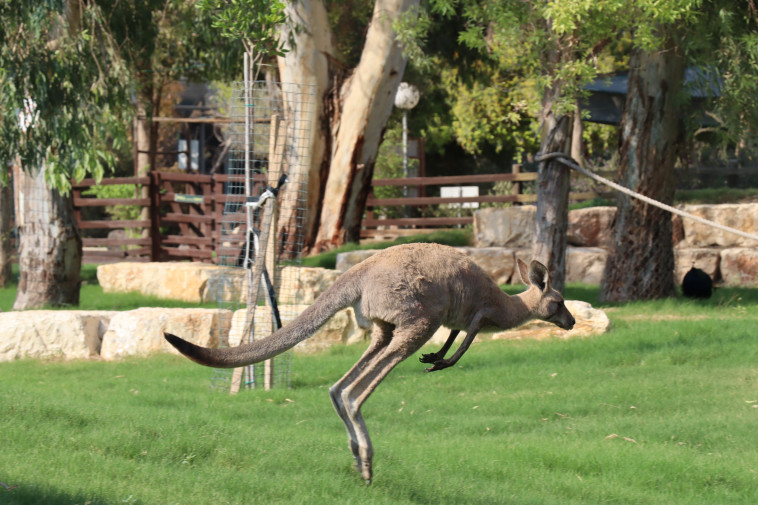 קנגורו בגן גורו