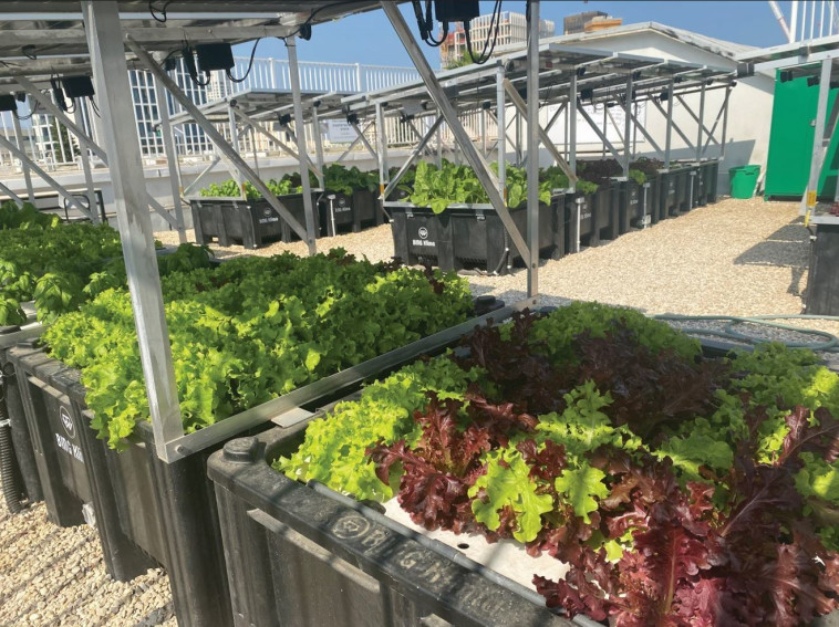 פסטיבל המדע בפארק קרסו למדע