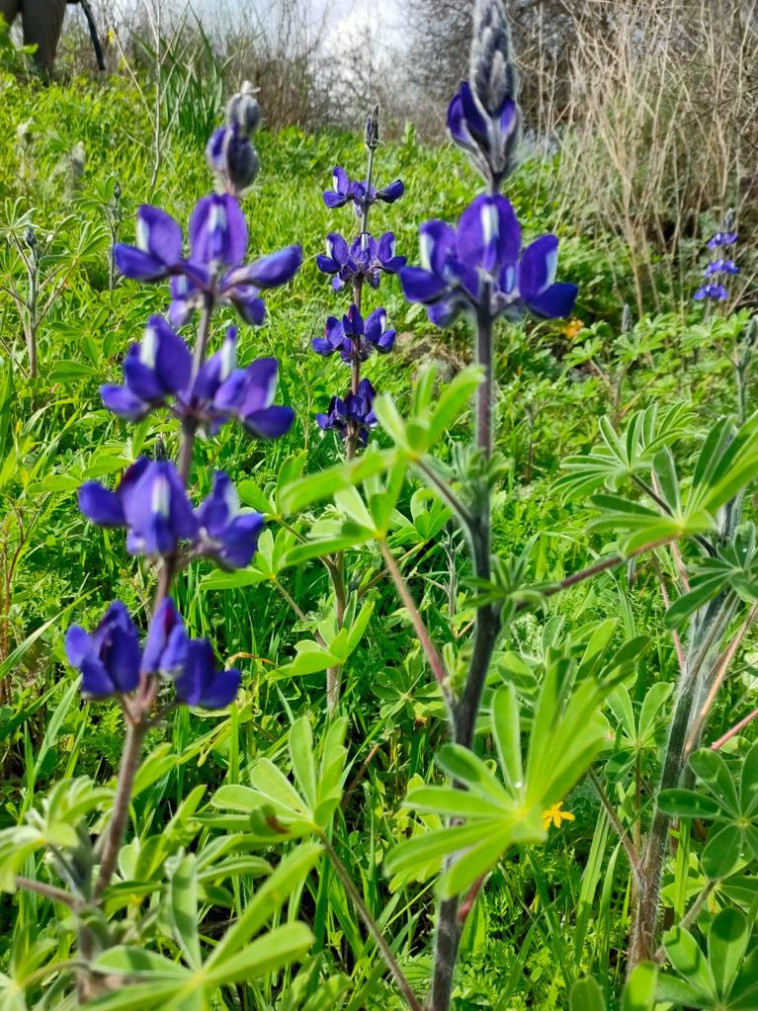 תורמוסים בנחל תבור