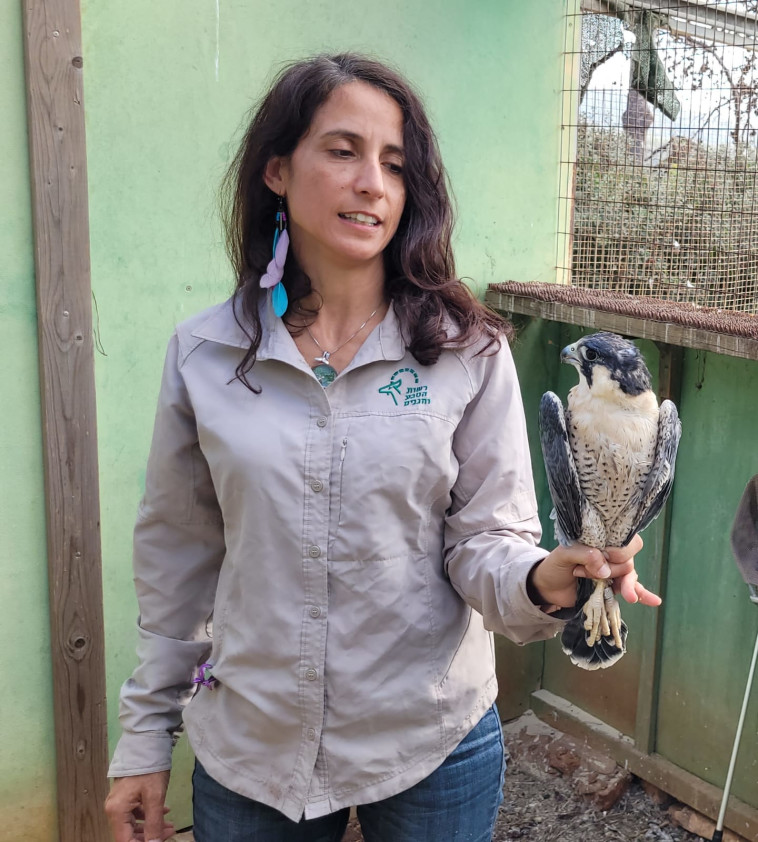 הבז לאחר השיקום ולפני ההשבה לטבע