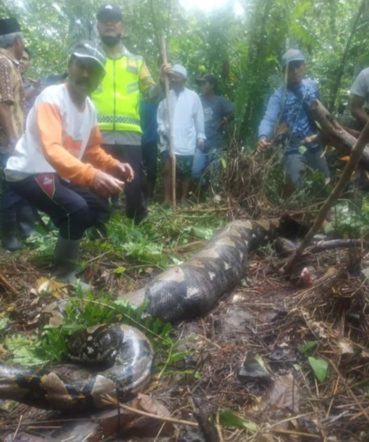 נמצאה בבטנו של נחש פיתון