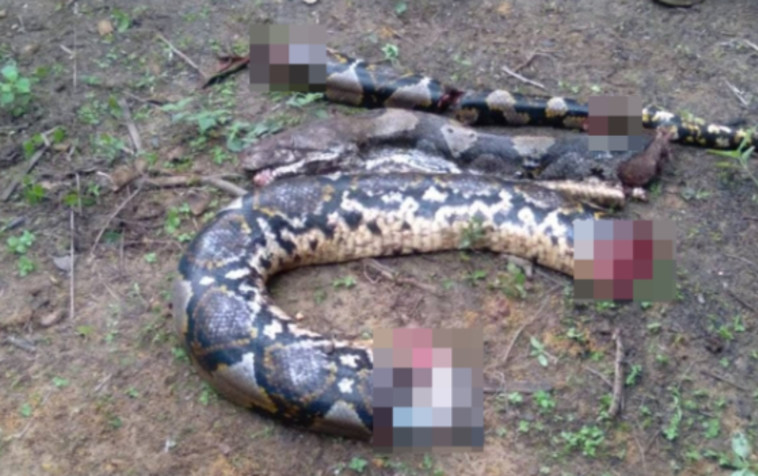 נאלצו לחתוך את הנחש כדי להוציא את גופתה של ג'אהרה (צילום: מתוך טיקטוק)