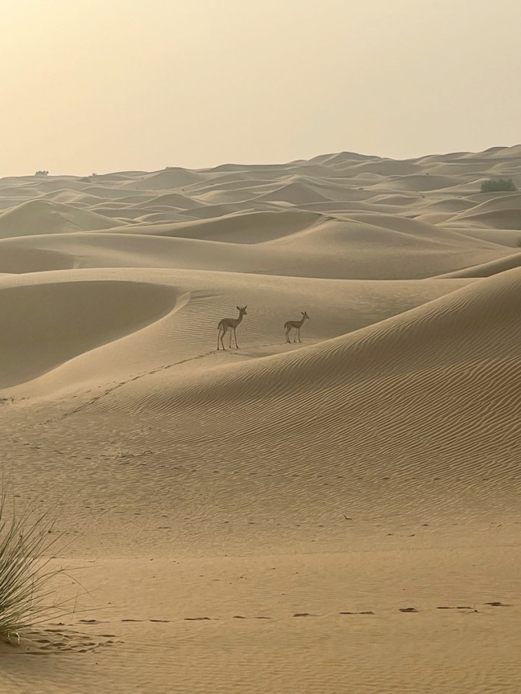 ספארי במדבר  (צילום: מיטל שרעבי)