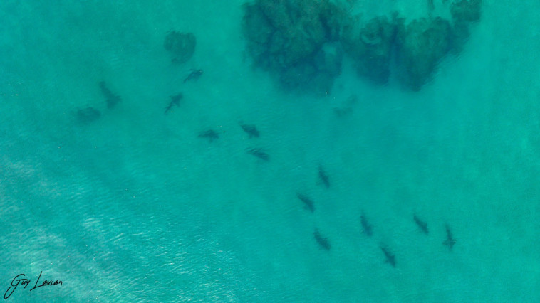 תיעוד מרהיב של להקת כרישים בחופי ישראל (צילום: גיא לויאן, רשות הטבע והגנים)