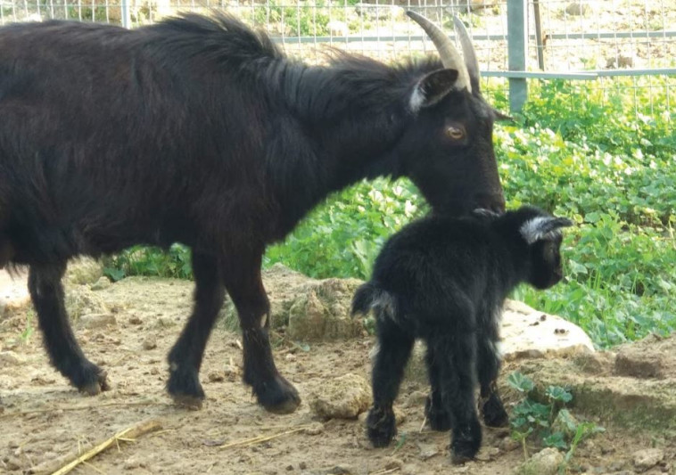 החווה של חוה