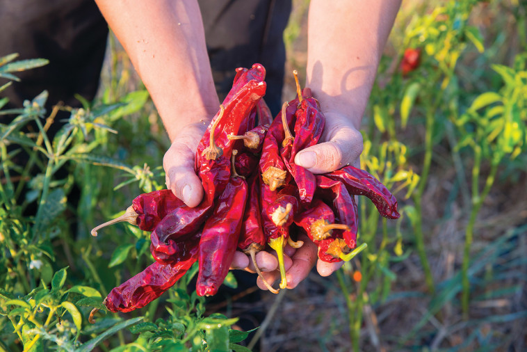 חוות דרך התבלינים