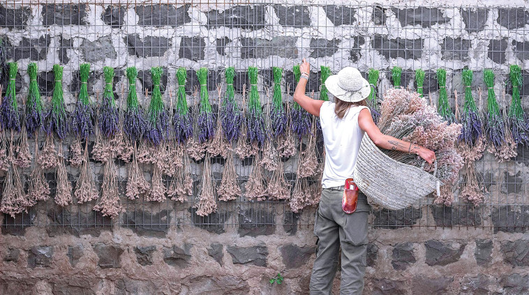 חוות שדה לבנדר