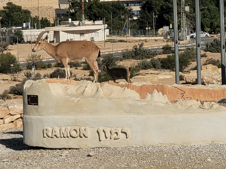 השכנים באים לבקר במרכז המבקרים מכתש רמון
