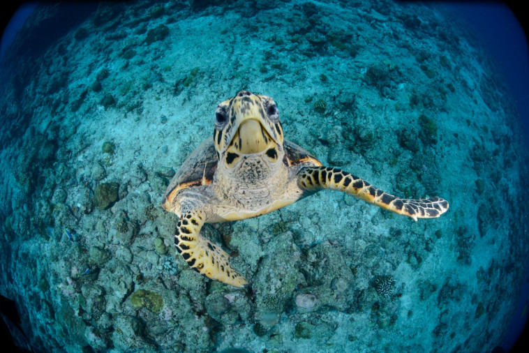 פסטיבל צלילה בים האדום 
