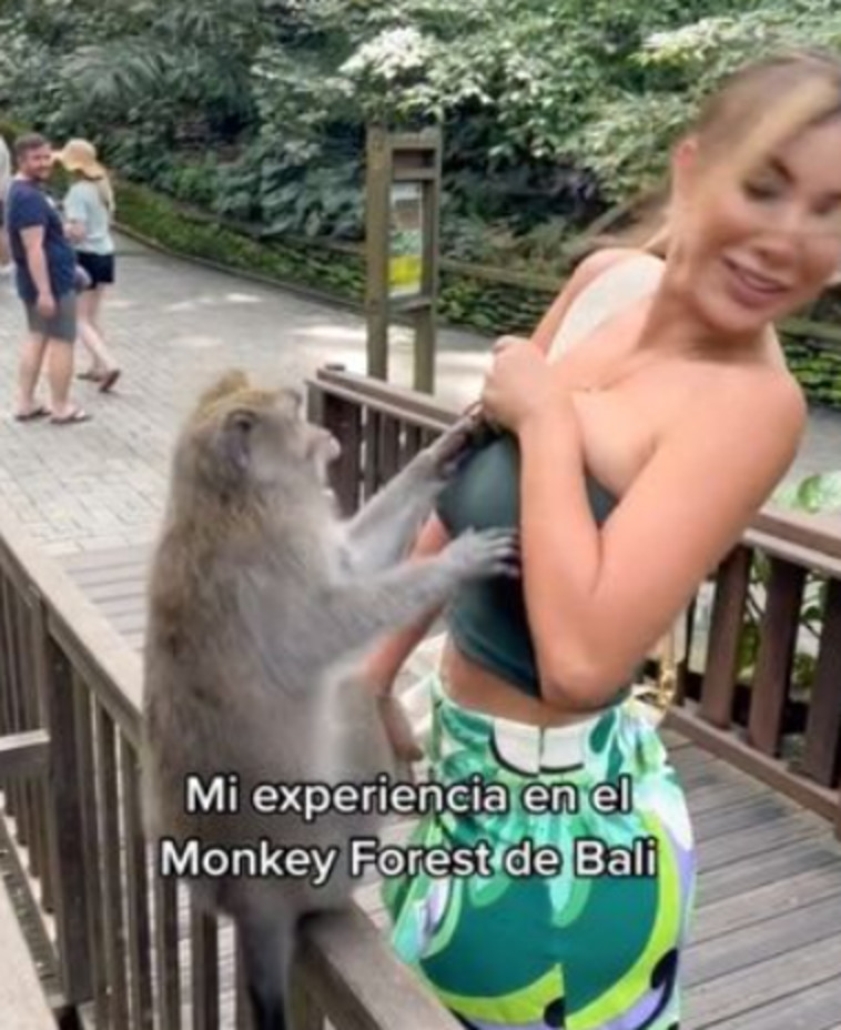 קוף חסר בושה