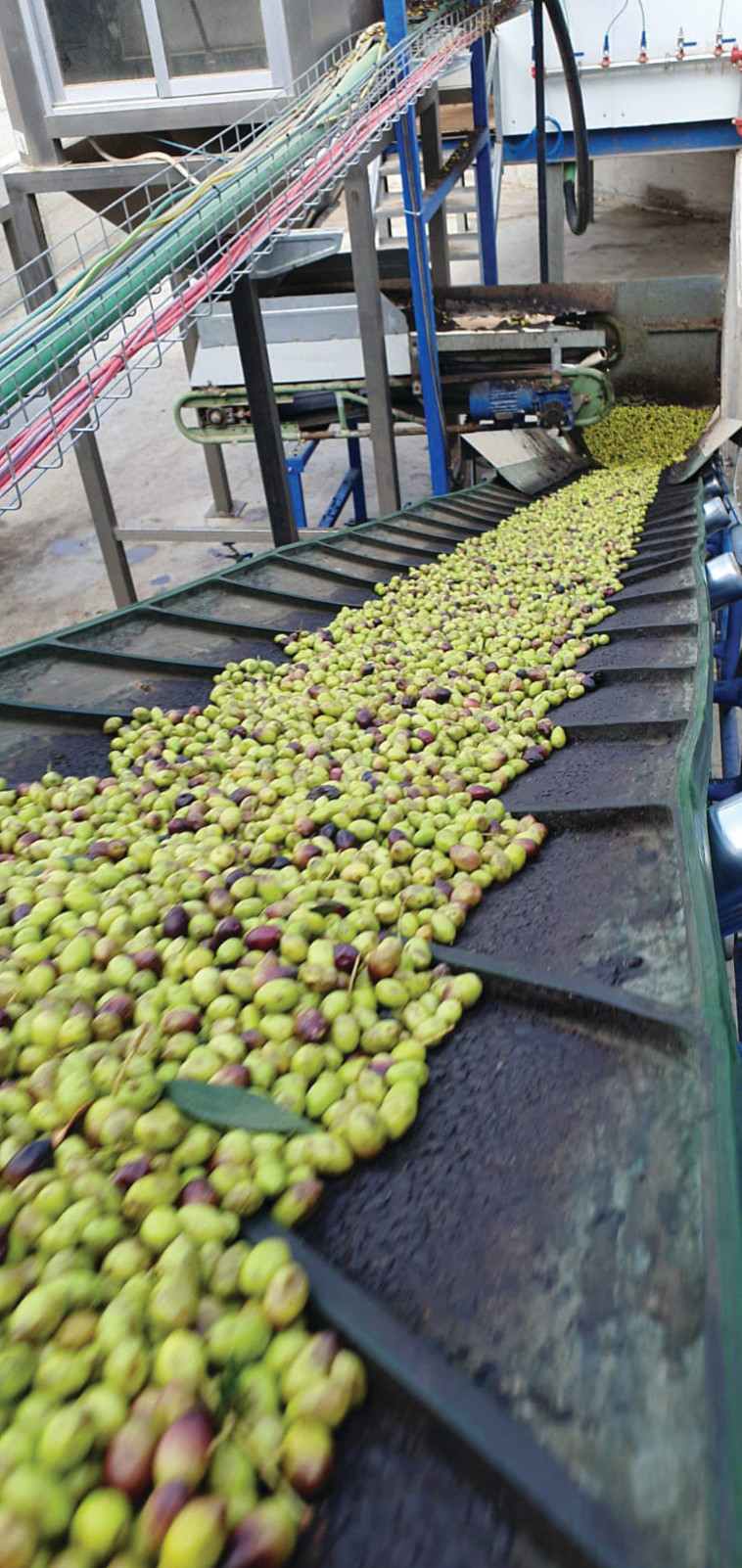 בית בד היוגב יד מרדכי