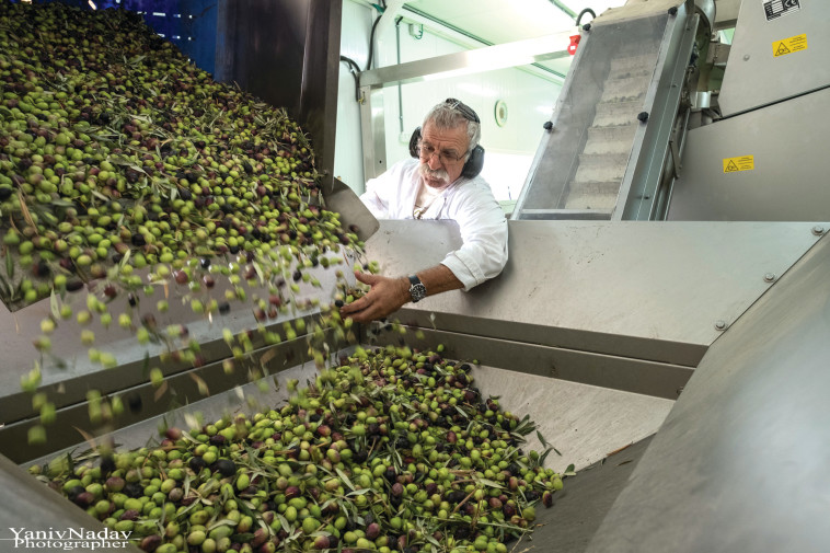 בית הבד כרמא