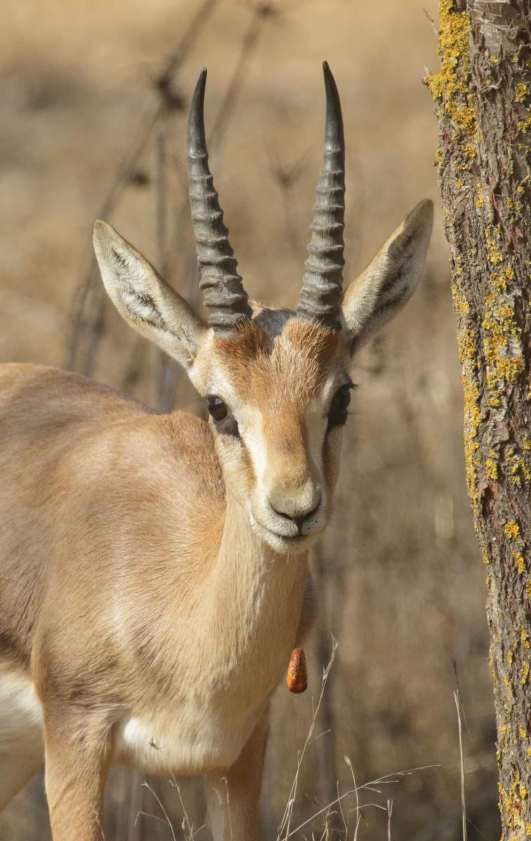 סכנות נוספות לחיי הצבאים הם ציידים לא חוקיים, שצדים אותם בעיקר לצורך סחר בבשרם ועורם