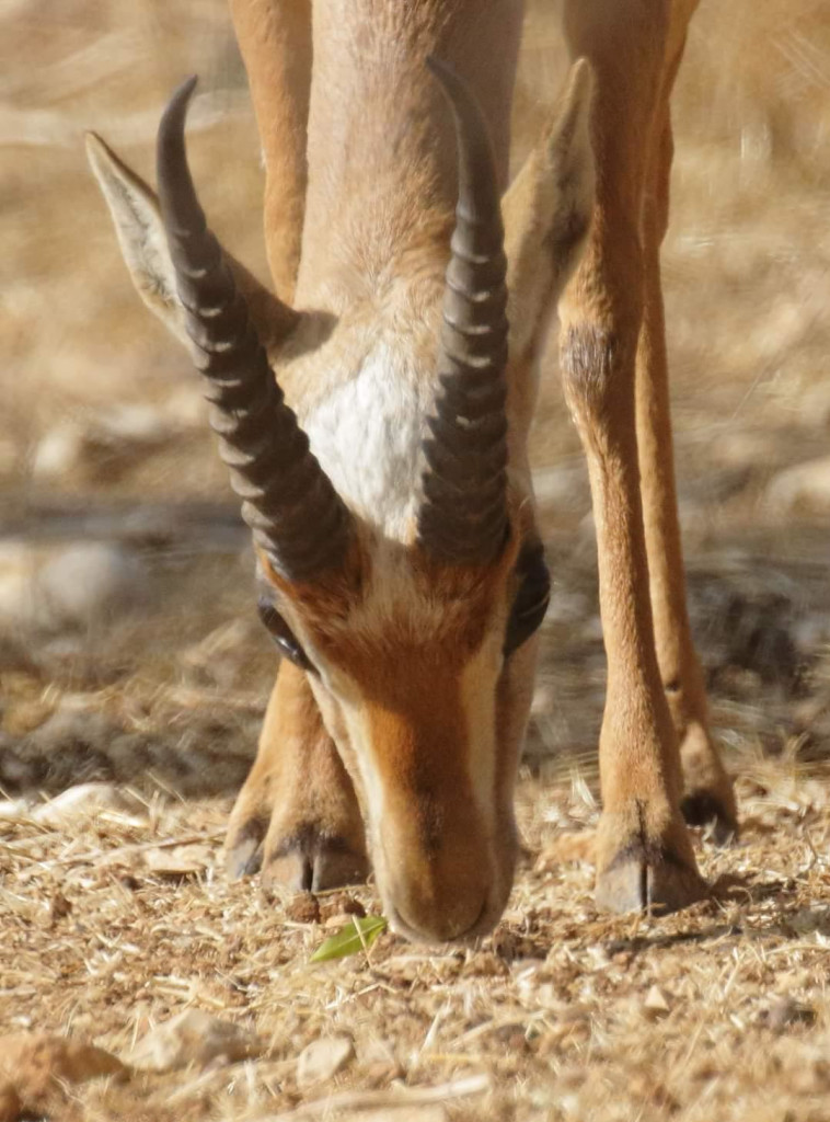 הפארק פתוח לציבור כל ימות השבוע ללא תשלום
