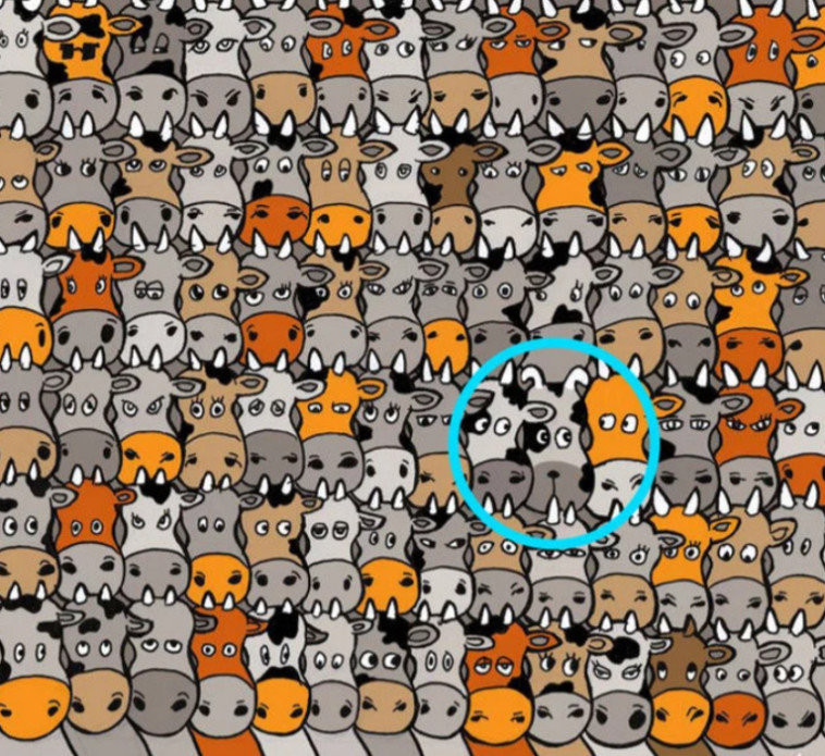 מסתתר בין הפרות בשורה השלישית מלמטה