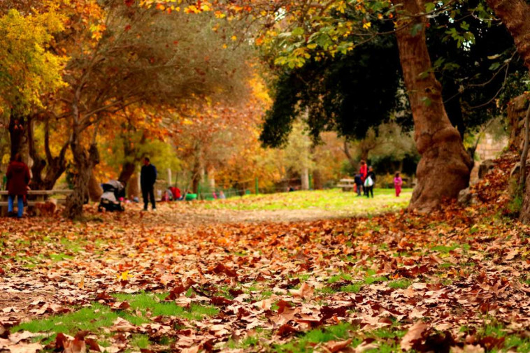 שלכת בעין חמד 
