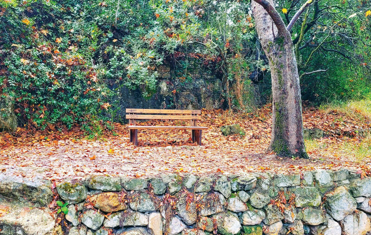 שלכת בעין חמד