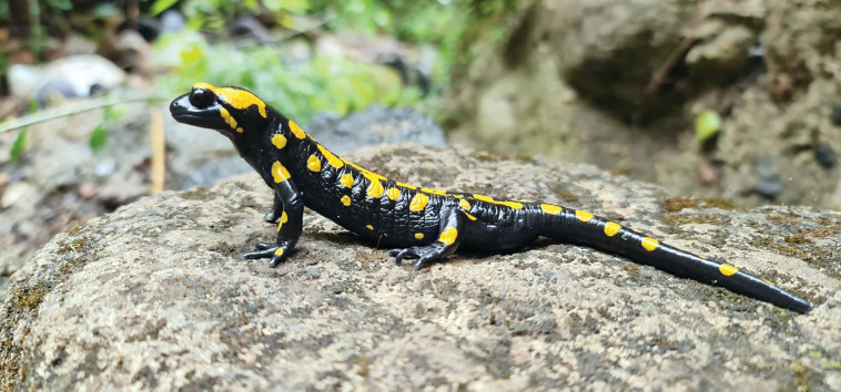 סלמנדרה בשמורת הבניאס