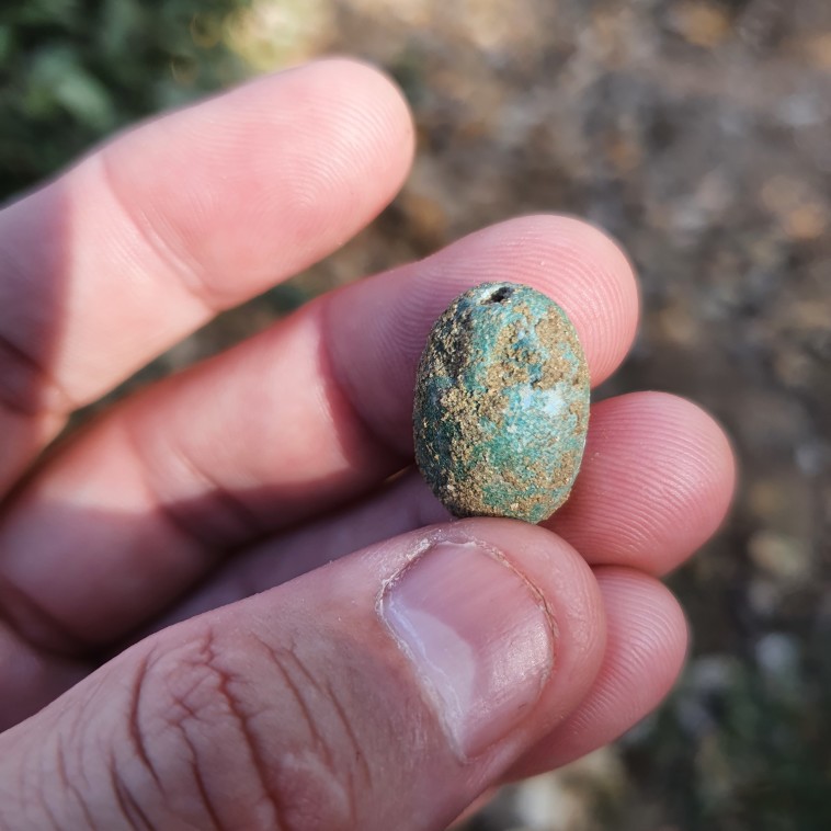 צידה השני של החרפושית, המתאר בקוים כלליים חיפושית זבל