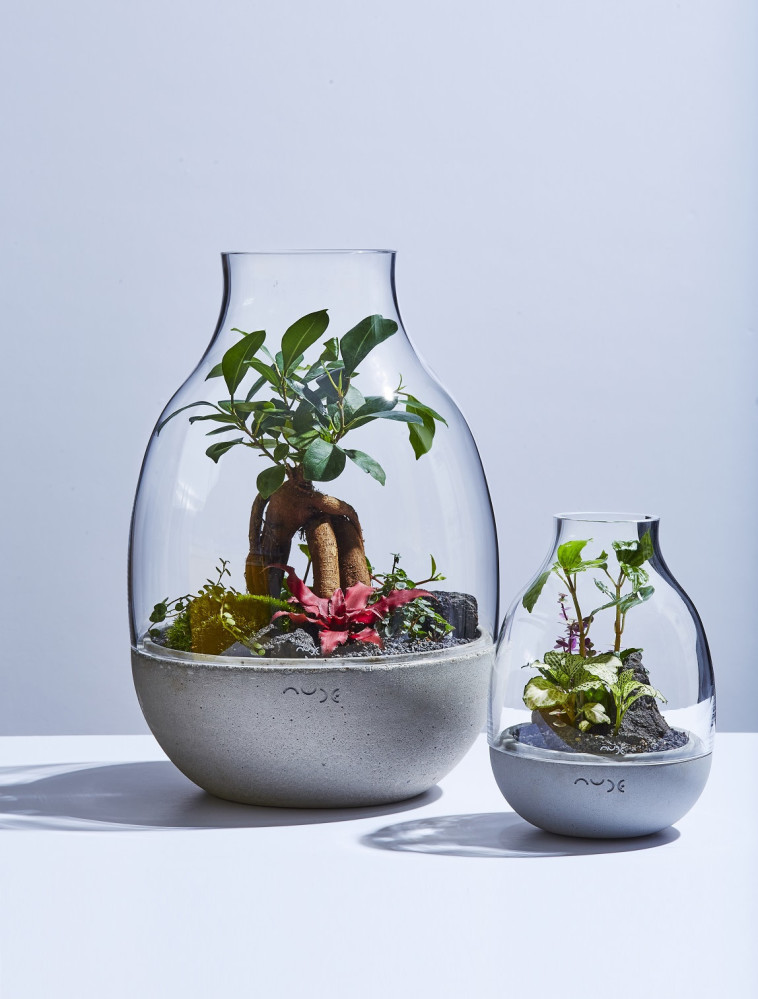 טרריום עם גינה מיניאטורית בעיצוב גרין קפסול