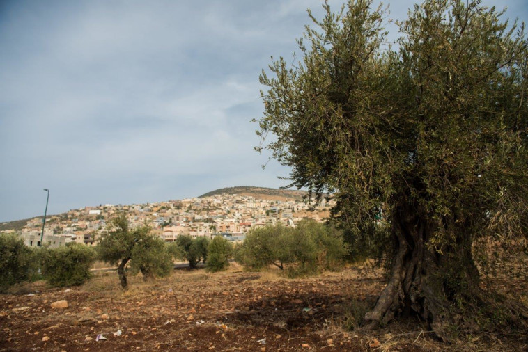 פסטיבל הזית - כפר ביקרתם  