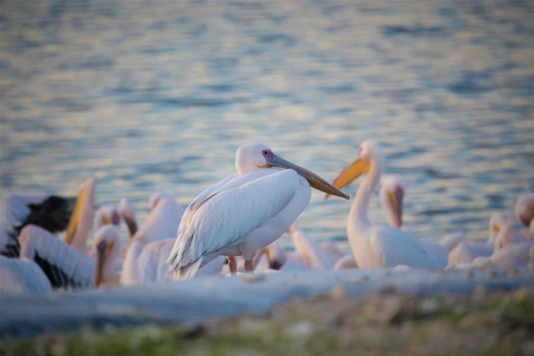 שקנאים בשמורת הטבע עין אפק