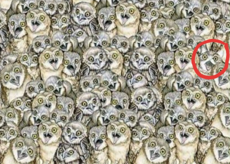 במידה ולא מצאתם, החתול בצד ימין באמצע