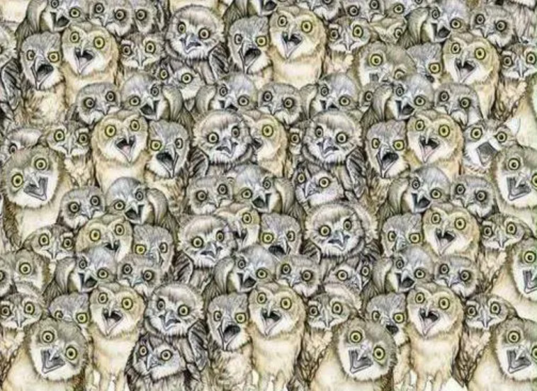 היכן מסתתר החתול?