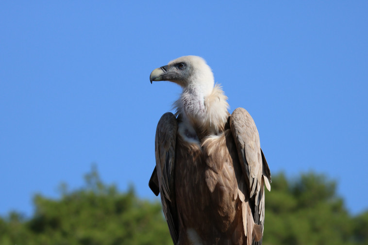 נשר בחי פארק כרמל 