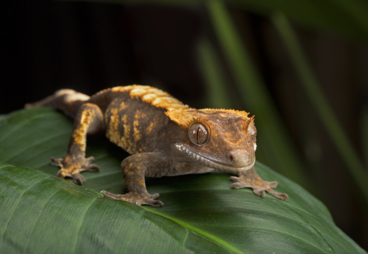 Le grand iguane s'est avéré être mort (Photo: EngImage)